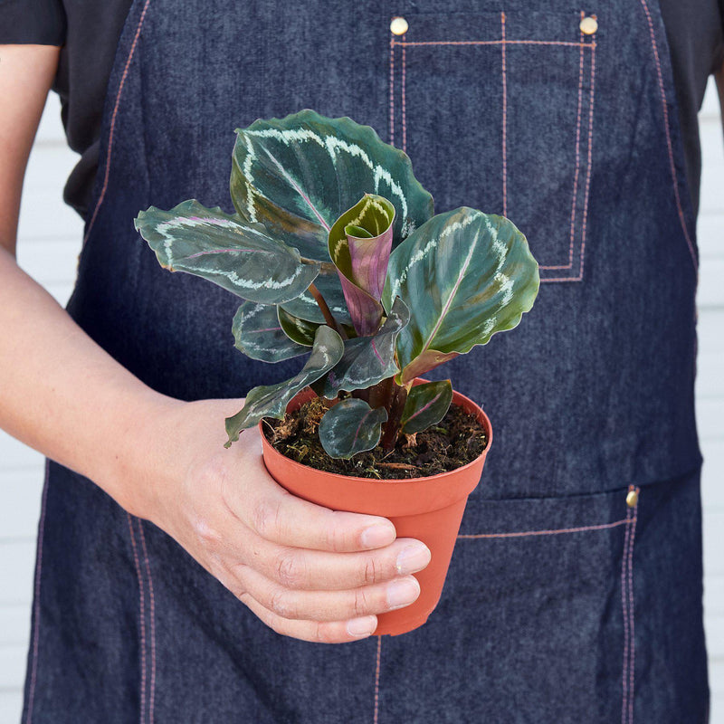 Load image into Gallery viewer, Calathea Roseopicta 'Medallion'
