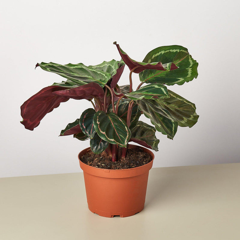 Load image into Gallery viewer, Calathea Roseopicta 'Medallion'
