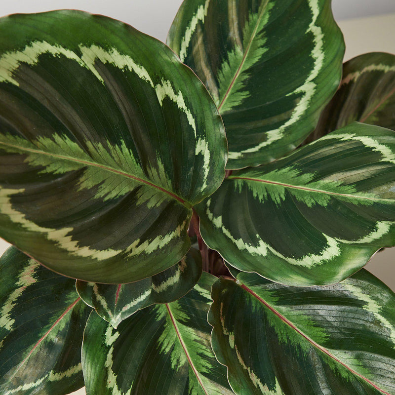 Load image into Gallery viewer, Calathea Roseopicta 'Medallion'
