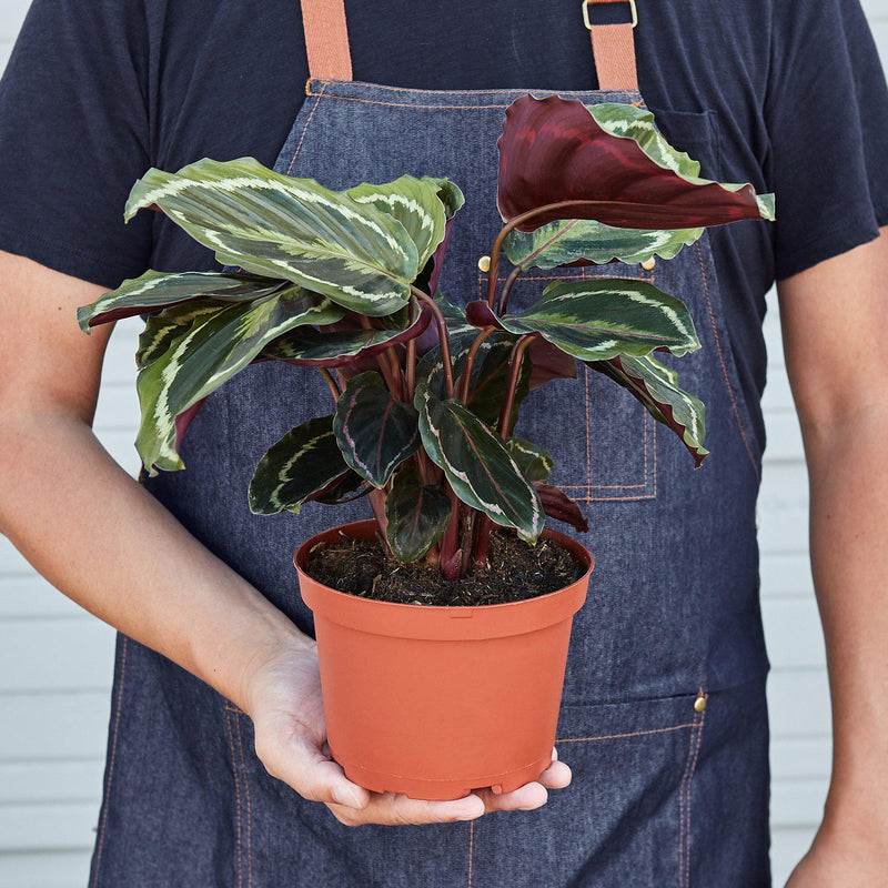 Load image into Gallery viewer, Calathea Roseopicta 'Medallion'
