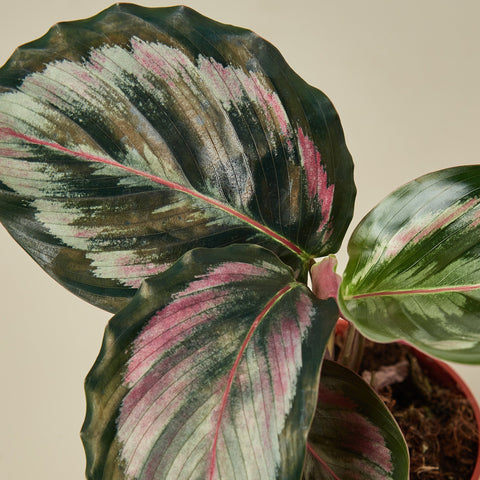 Calathea Roseopicta 'Medallion' II, detail view