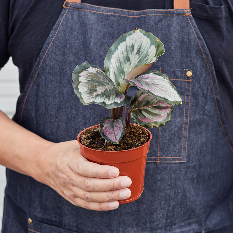 Load image into Gallery viewer, Calathea Roseopicta 'Medallion' II

