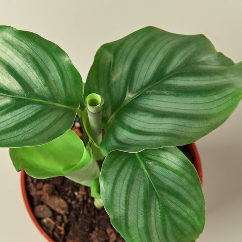 Calathea 'Orbifolia', detail view