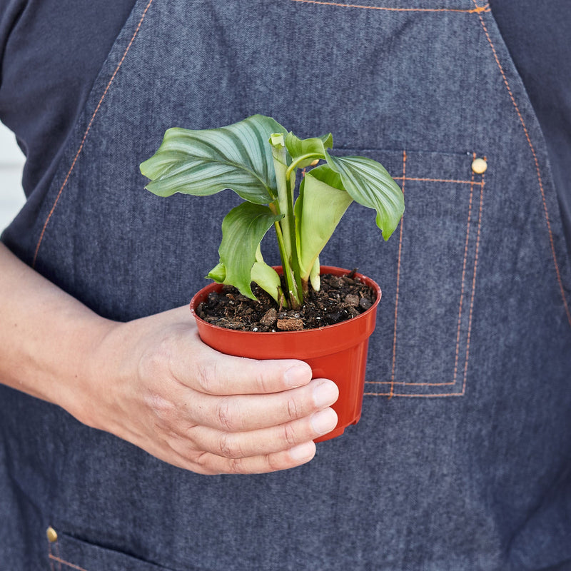 Load image into Gallery viewer, Calathea 'Orbifolia'
