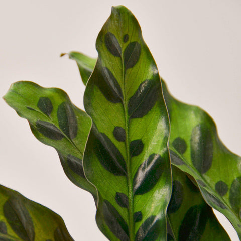 Calathea Lancifolia 'Rattlesnake', additional product view 2