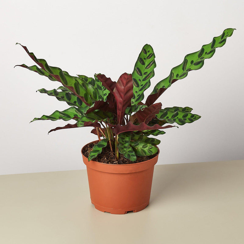 Load image into Gallery viewer, Calathea Lancifolia 'Rattlesnake'
