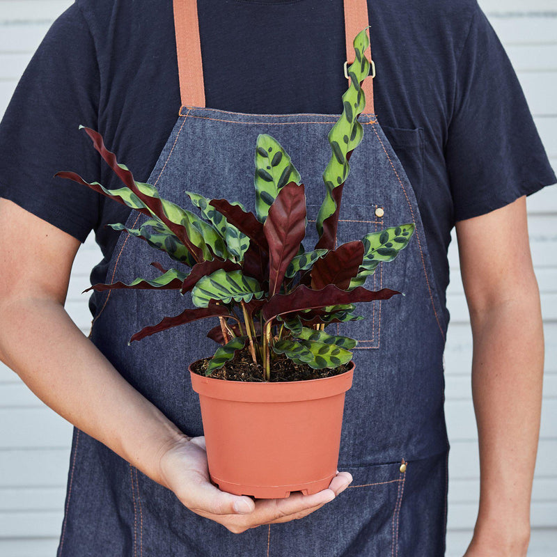 Load image into Gallery viewer, Calathea Lancifolia 'Rattlesnake'
