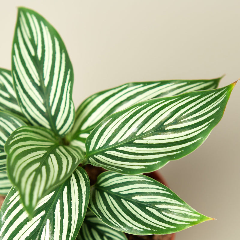 Load image into Gallery viewer, Calathea 'Vittata'
