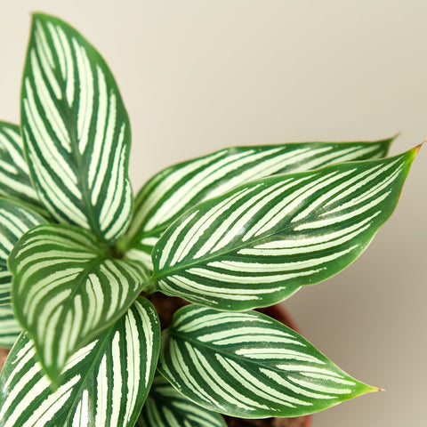 Calathea 'Vittata', detail view