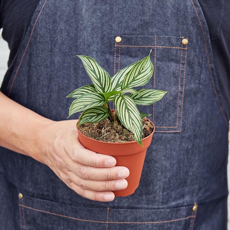 Load image into Gallery viewer, Calathea 'Vittata'
