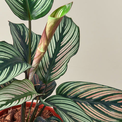 Calathea 'White Star', detail view