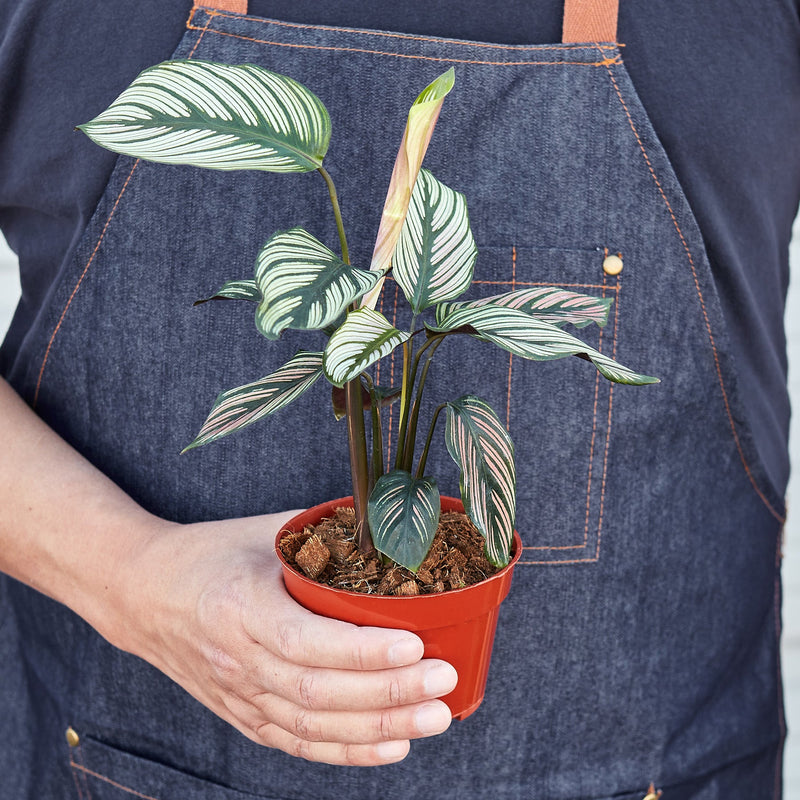 Load image into Gallery viewer, Calathea 'White Star'
