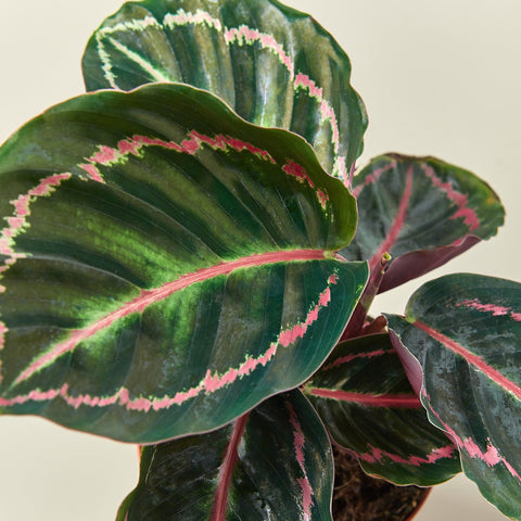 Calathea 'Dottie', detail view
