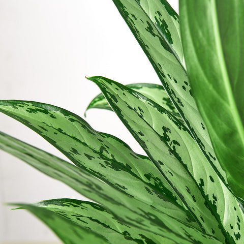 Chinese Evergreen 'Cutlass', detail view