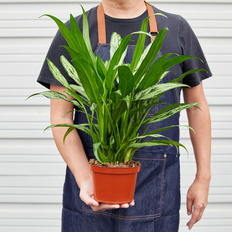 Load image into Gallery viewer, Chinese Evergreen 'Cutlass'
