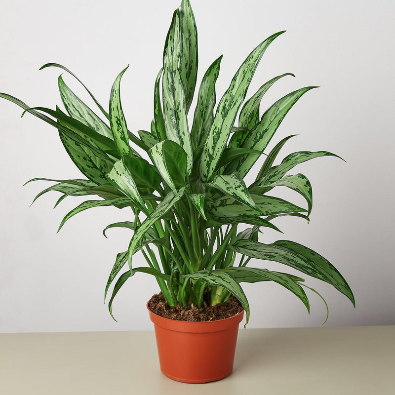 Load image into Gallery viewer, Chinese Evergreen 'Cutlass'
