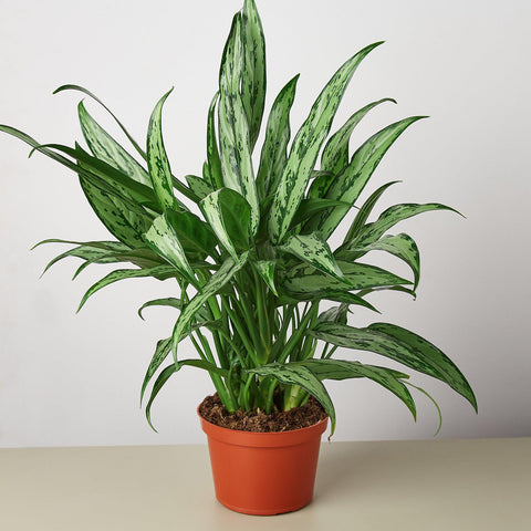 Chinese Evergreen Cutlass