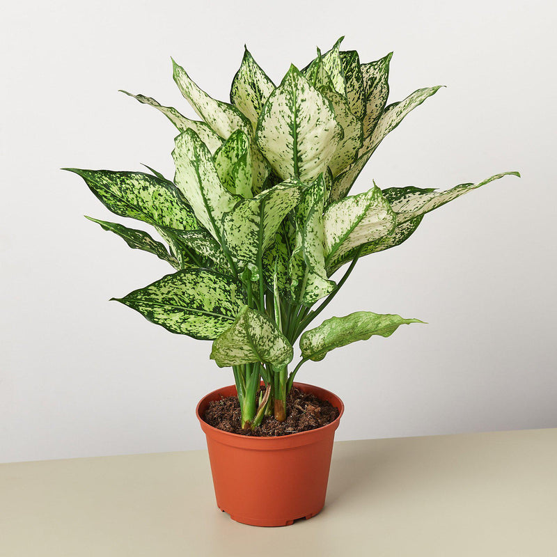 Load image into Gallery viewer, Chinese Evergreen 'First Diamond'
