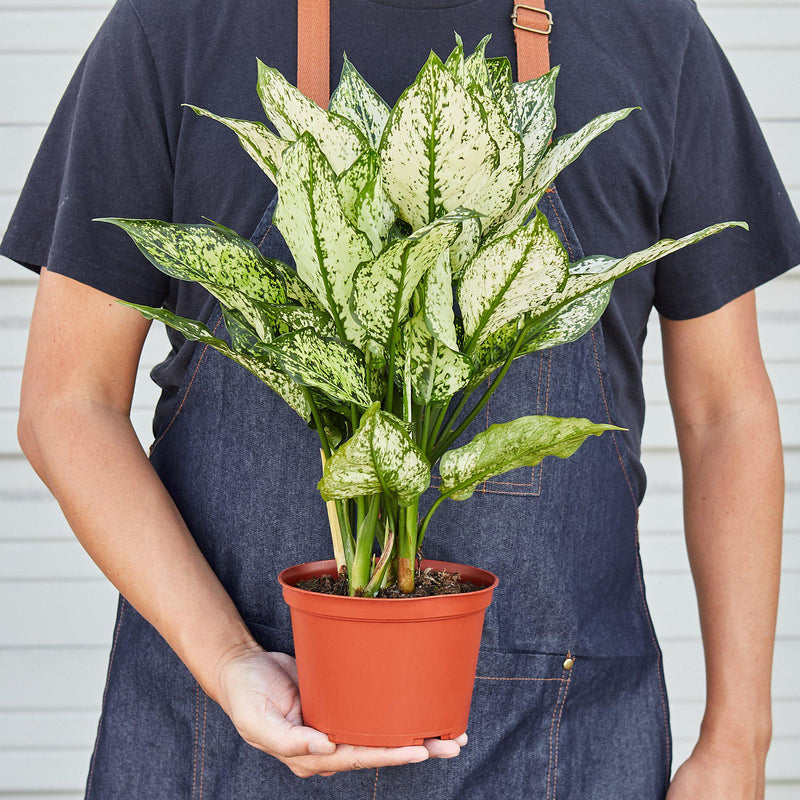 Load image into Gallery viewer, Chinese Evergreen 'First Diamond'
