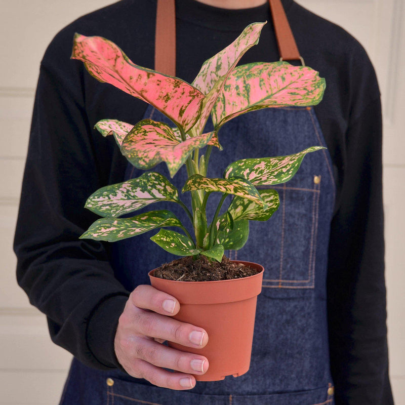 Load image into Gallery viewer, Chinese Evergreen 'Lady Valentine'
