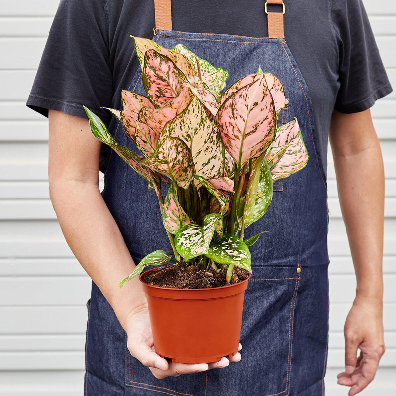 Load image into Gallery viewer, Chinese Evergreen 'Lady Valentine'

