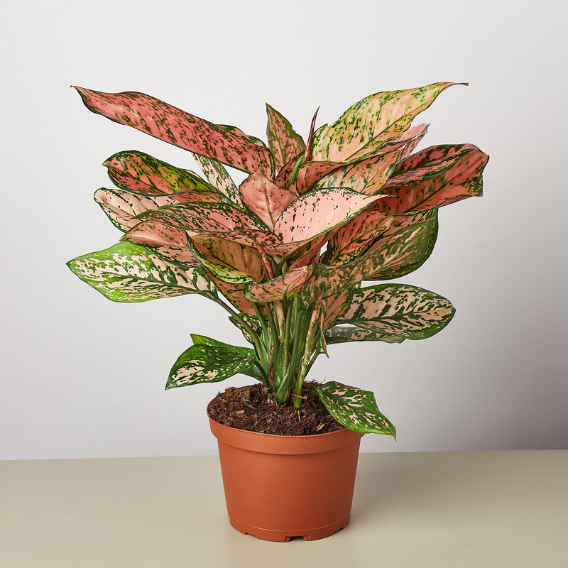 Load image into Gallery viewer, Chinese Evergreen 'Lady Valentine'
