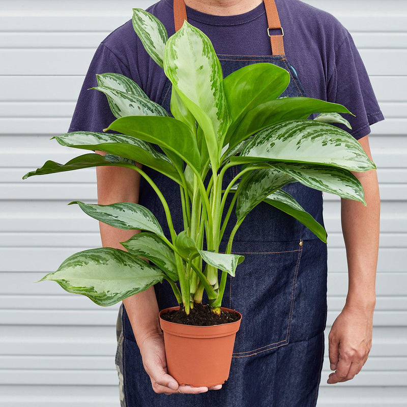 Load image into Gallery viewer, Chinese Evergreen 'Silver Bay'
