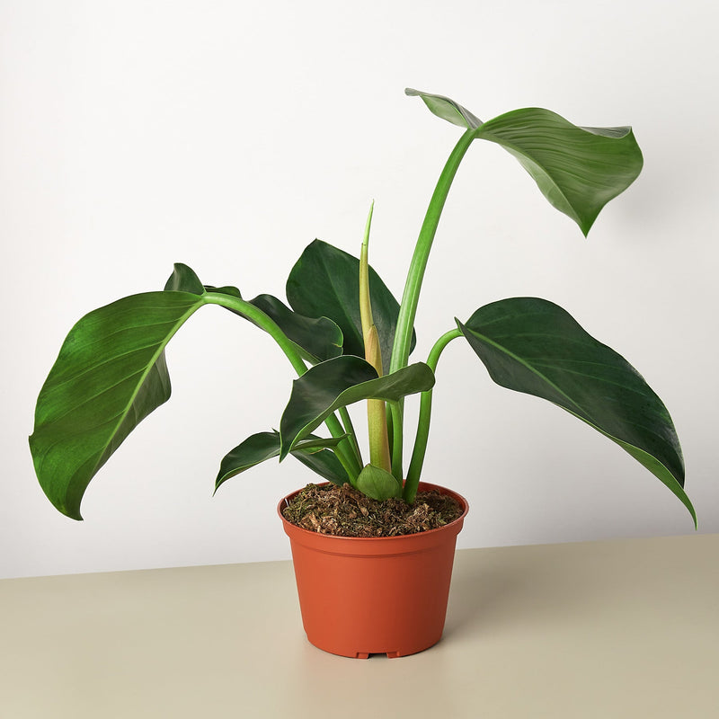 Load image into Gallery viewer, Philodendron 'Congo Green'
