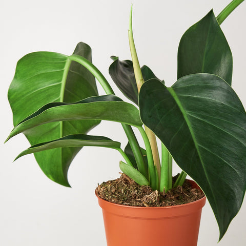 Philodendron 'Congo Green', detail view