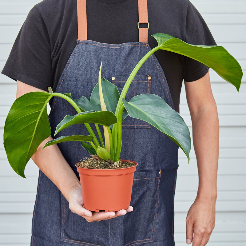 Load image into Gallery viewer, Philodendron 'Congo Green'

