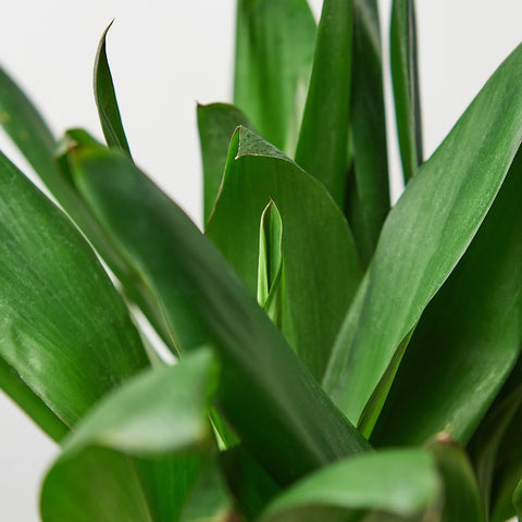 Cordyline Glauca, additional product view 2