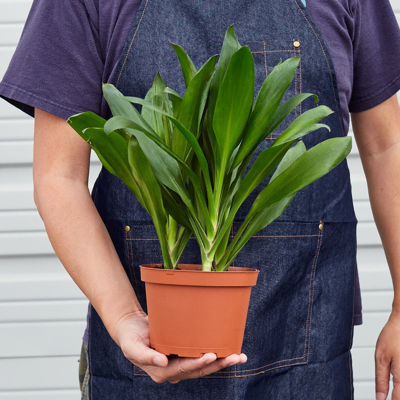 Load image into Gallery viewer, Cordyline Glauca
