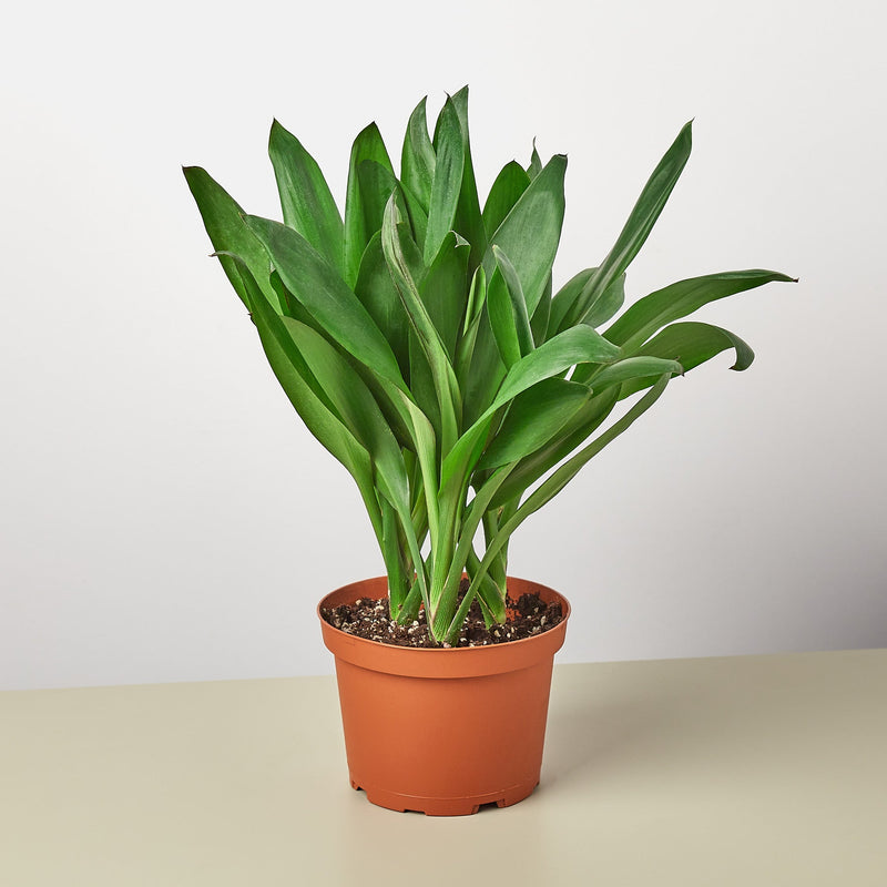 Load image into Gallery viewer, Cordyline Glauca
