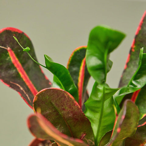 Croton Mammy, additional product view 2