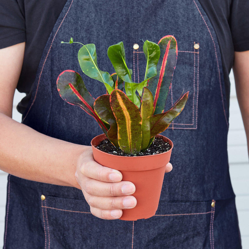 Load image into Gallery viewer, Croton Mammy

