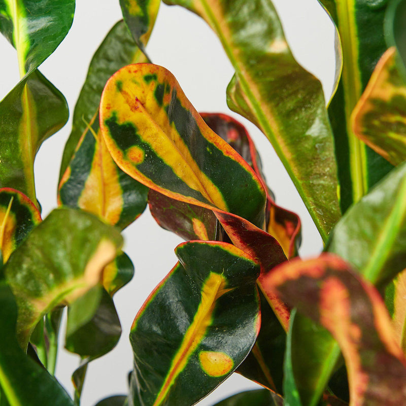 Load image into Gallery viewer, Croton Mammy
