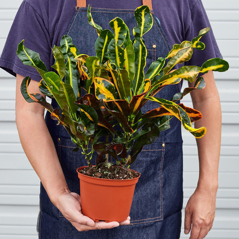 Load image into Gallery viewer, Croton Mammy
