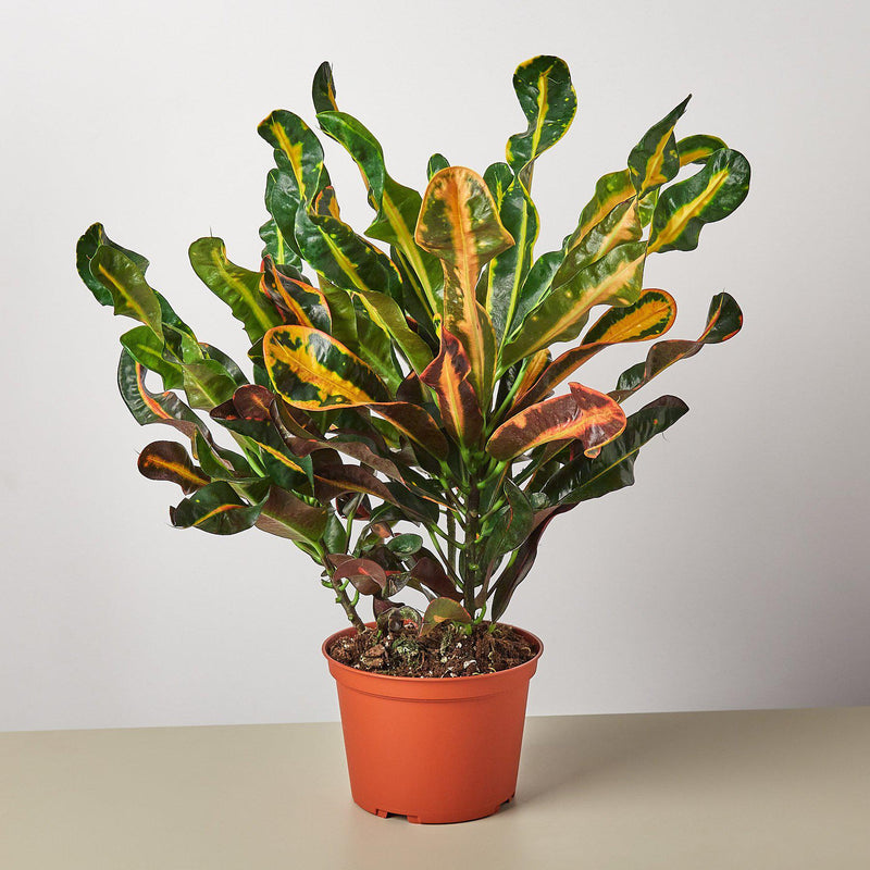 Load image into Gallery viewer, Croton Mammy
