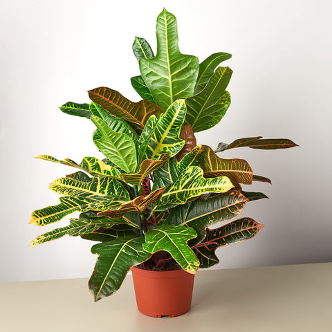 Croton Oakleaf