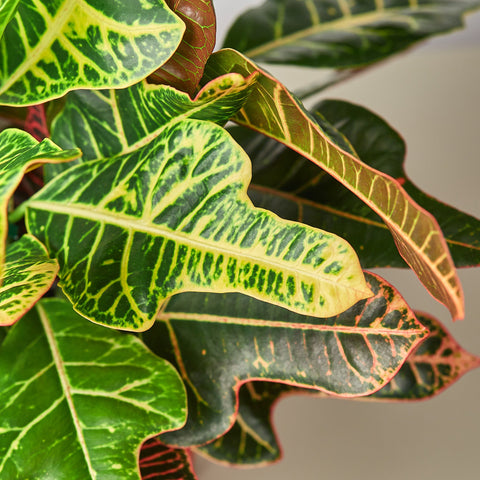 Croton 'Oakleaf', detail view