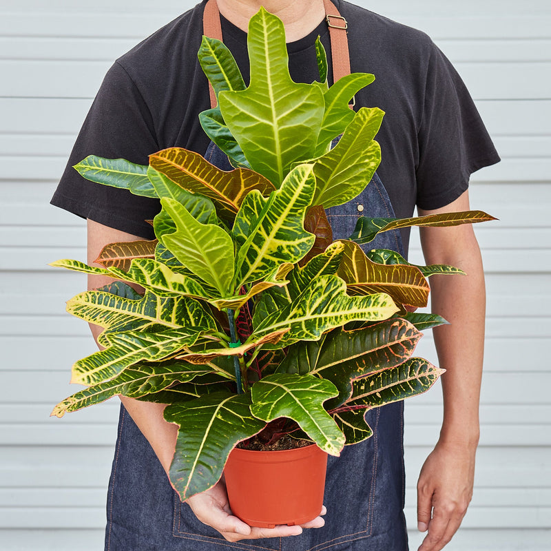 Load image into Gallery viewer, Croton 'Oakleaf'
