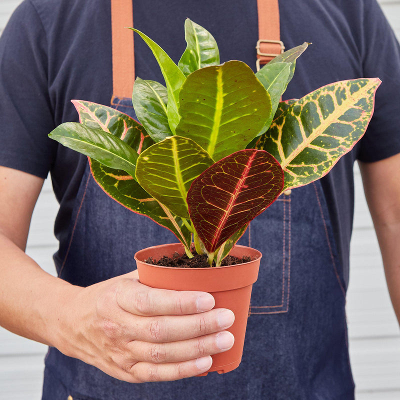 Load image into Gallery viewer, Croton Petra 'Joseph's Coat'
