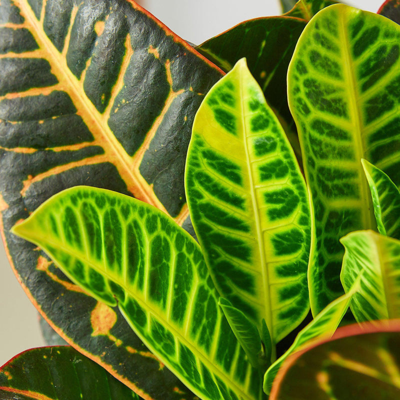 Load image into Gallery viewer, Croton Petra 'Joseph's Coat'
