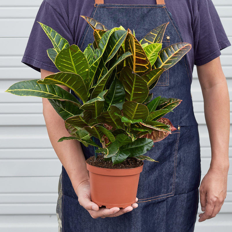 Load image into Gallery viewer, Croton Petra 'Joseph's Coat'
