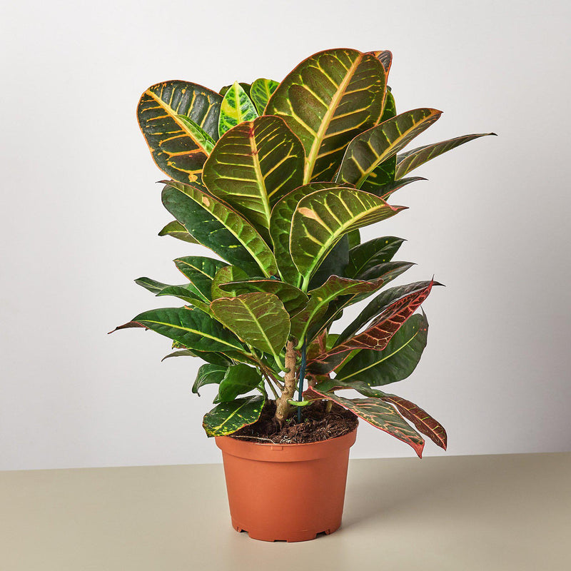 Load image into Gallery viewer, Croton Petra 'Joseph's Coat'
