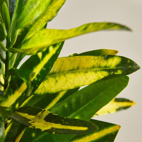 Croton 'Sunny Star', additional product view 2