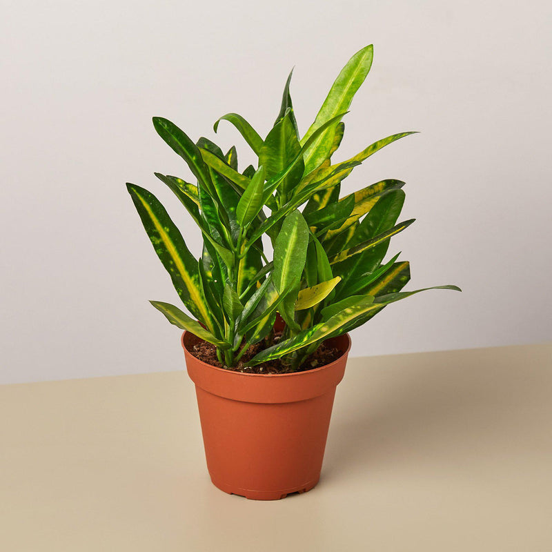 Load image into Gallery viewer, Croton 'Sunny Star'
