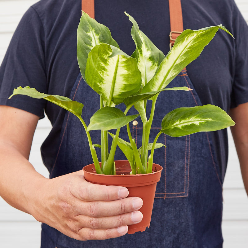Load image into Gallery viewer, Dieffenbachia Camille
