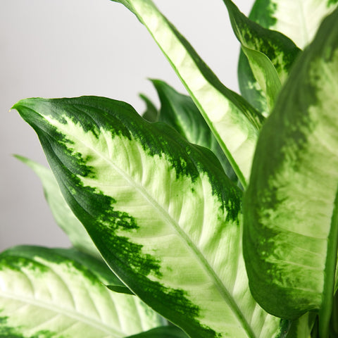 Dieffenbachia Camille, detail view