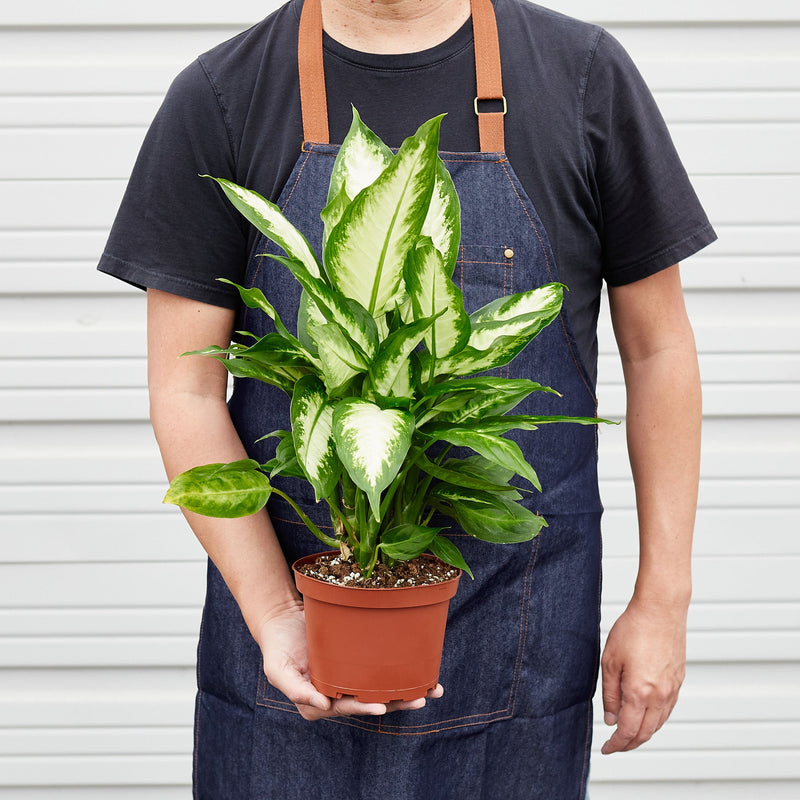 Load image into Gallery viewer, Dieffenbachia Camille

